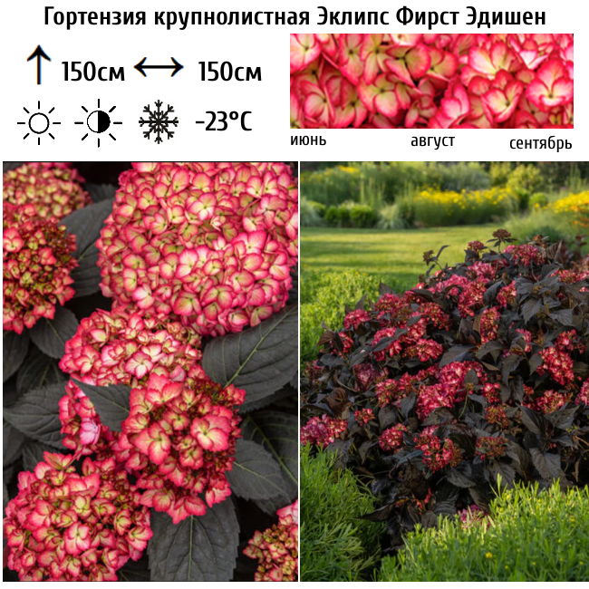 Гортензия крупнолистная "Эклипс Фирст Эдишен"