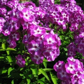 Флокс метельчатый "Успех" 