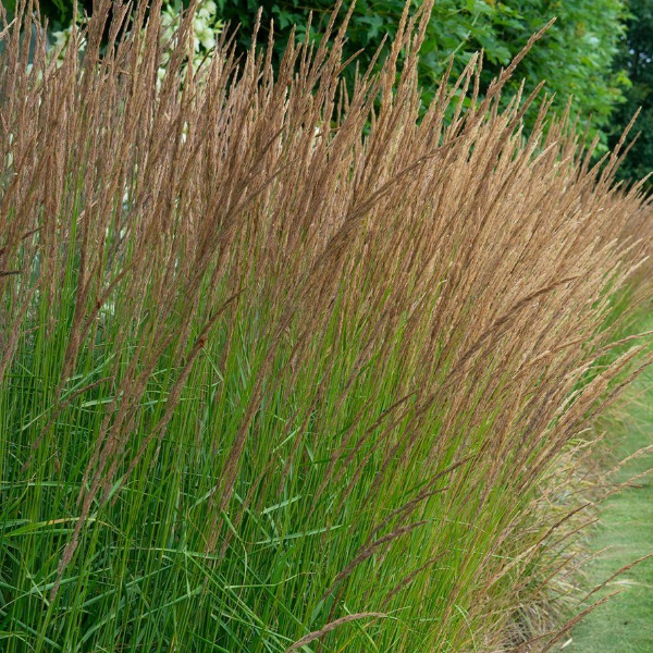 Молиния голубая "Морхекс"