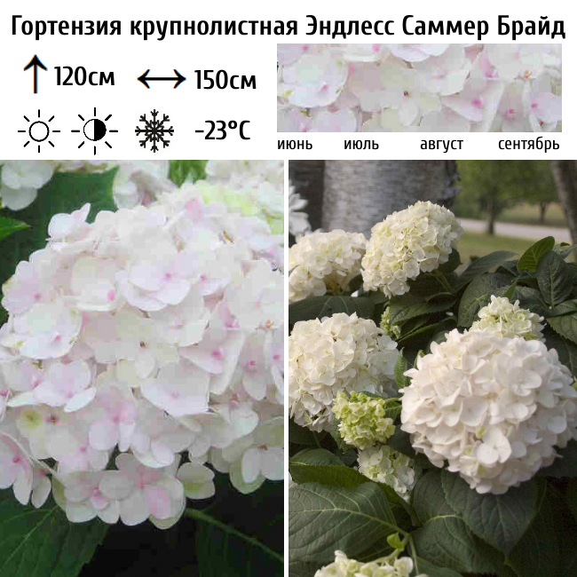 Гортензия крупнолистная "Эндлесс Саммер Брайд"