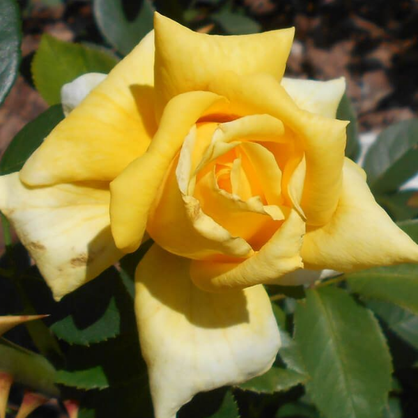 Роза чайно-гибридная "Goldstar"