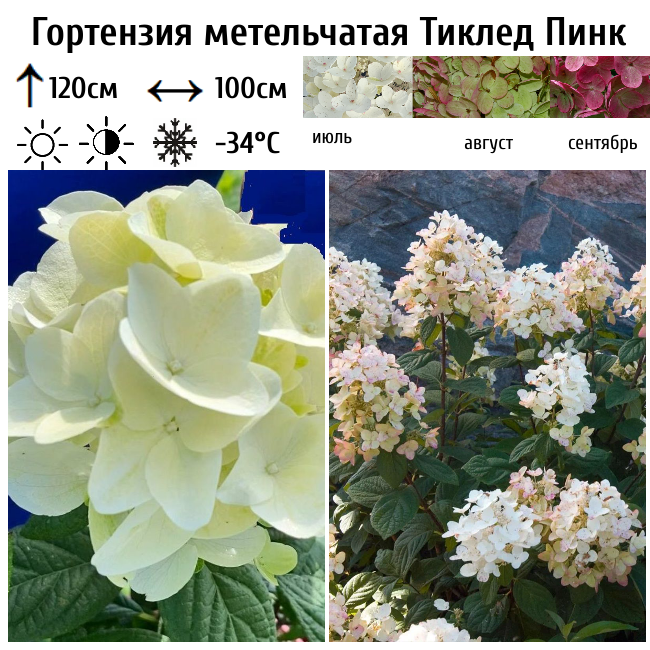 Гортензия метельчатая "Тиклед Пинк"