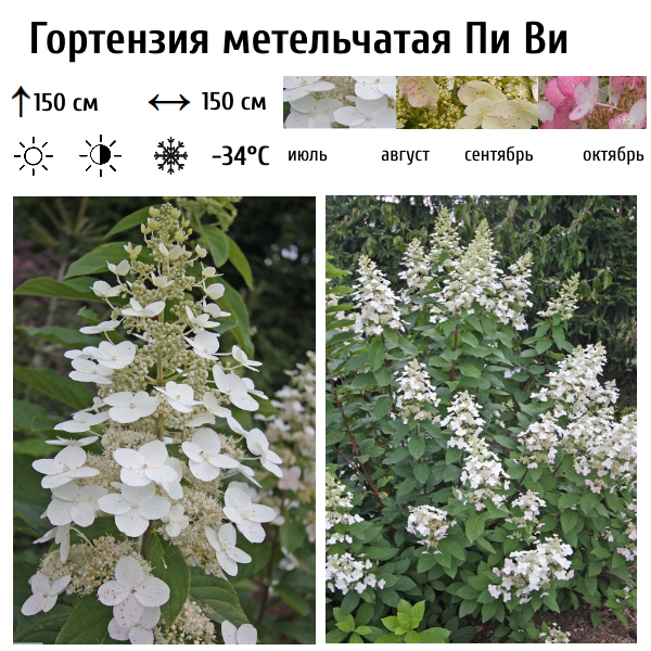 Гортензия метельчатая "Пи Ви"
