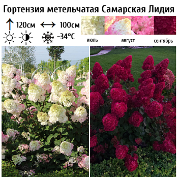 Гортензия метельчатая "Самарская Лидия" 