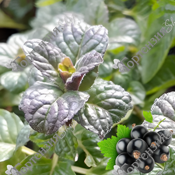 Мята ‘Смородина’