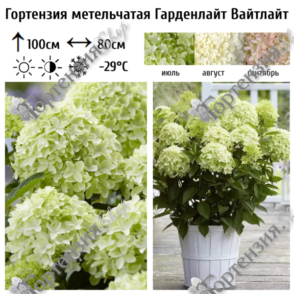 Гортензия метельчатая "Гарденлайт Вайтлайт"