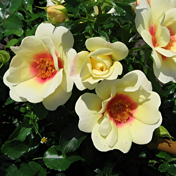 Роза миниатюрная "Glorious Babylon Eyes" 