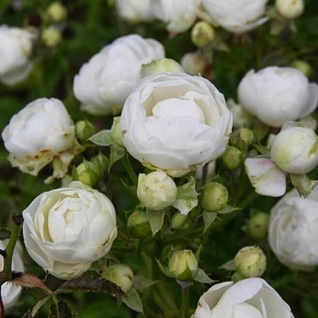 Роза полиантовая "Witte Koster" 