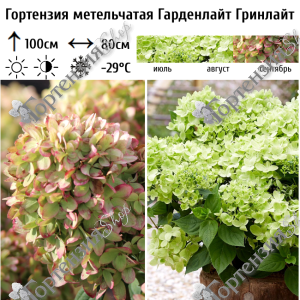 Гортензия метельчатая "Гарденлайт Гринлайт"