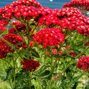 Тысячелистник обыкновенный "Рэд Вельвет" 