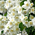 Чубушник