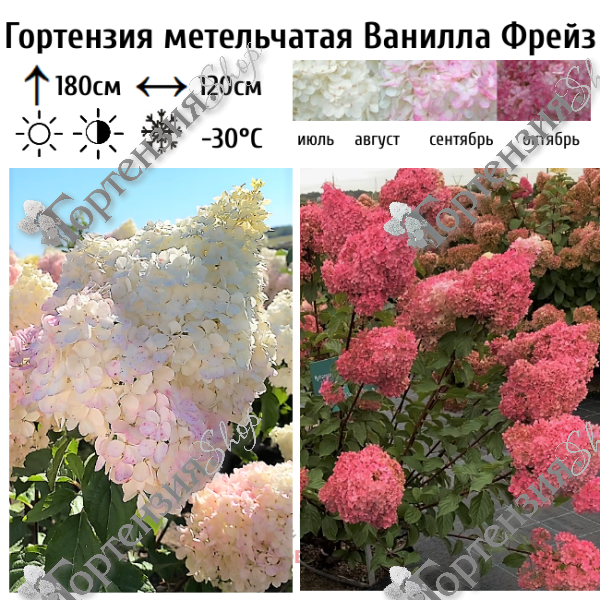 Гортензия метельчатая "Ванилла Фрейз"