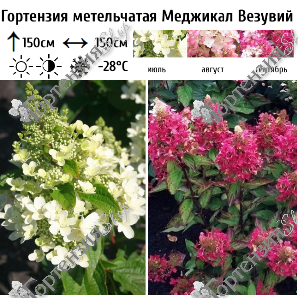 Гортензия метельчатая "Меджикал Везувий"