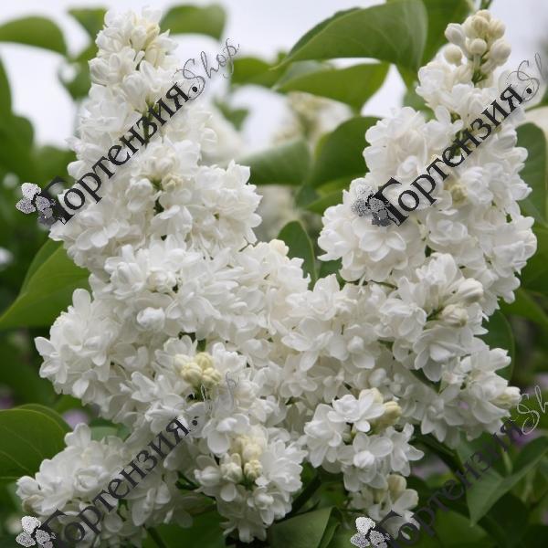 Сирень обыкновенная "Моник Лемуан"